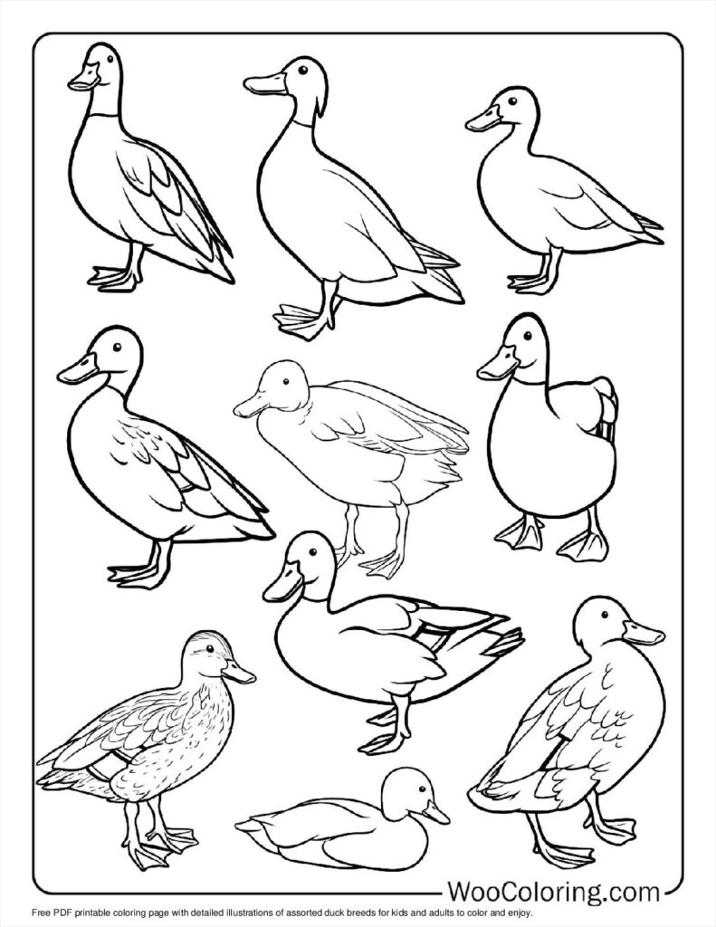 100  Duck coloring pages  Free PDF To Print  - 79