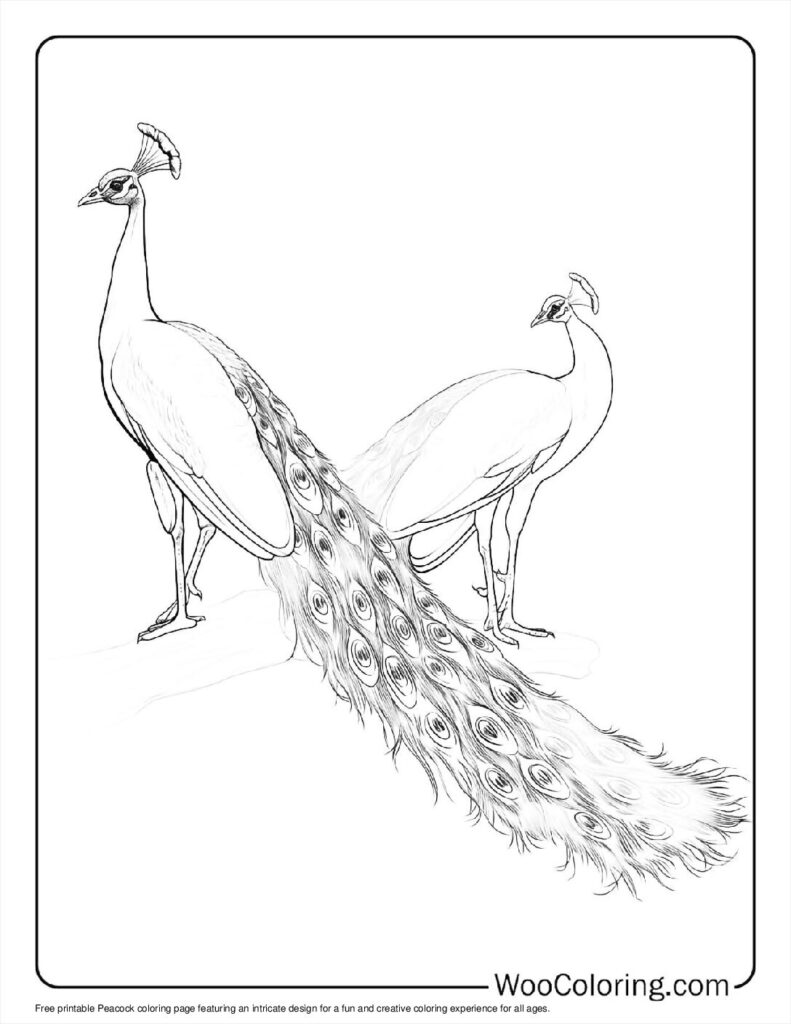 100  Peacock coloring pages  Free PDF To Print  - 98