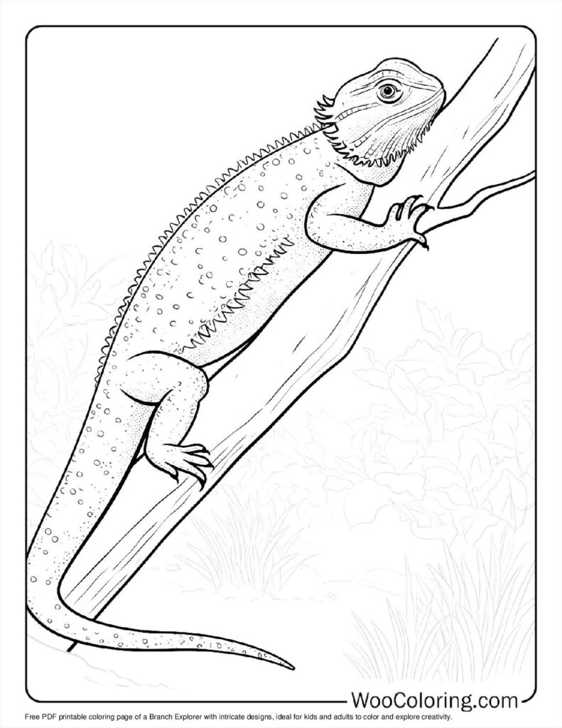 Branch Explorer