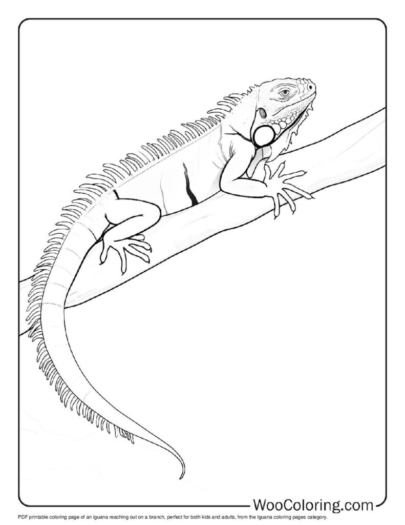 100 Iguana coloring pages Free PDF To Print - 34