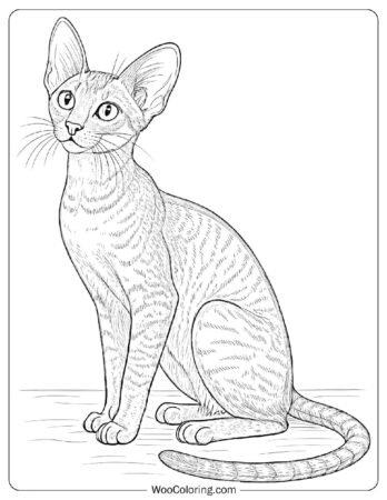 Curious Abyssinian with Stripy Fur Coloring Page