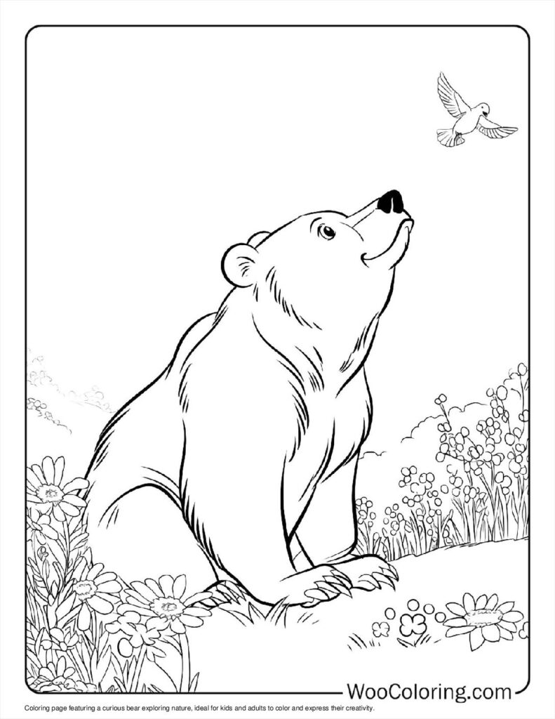Curious Bear