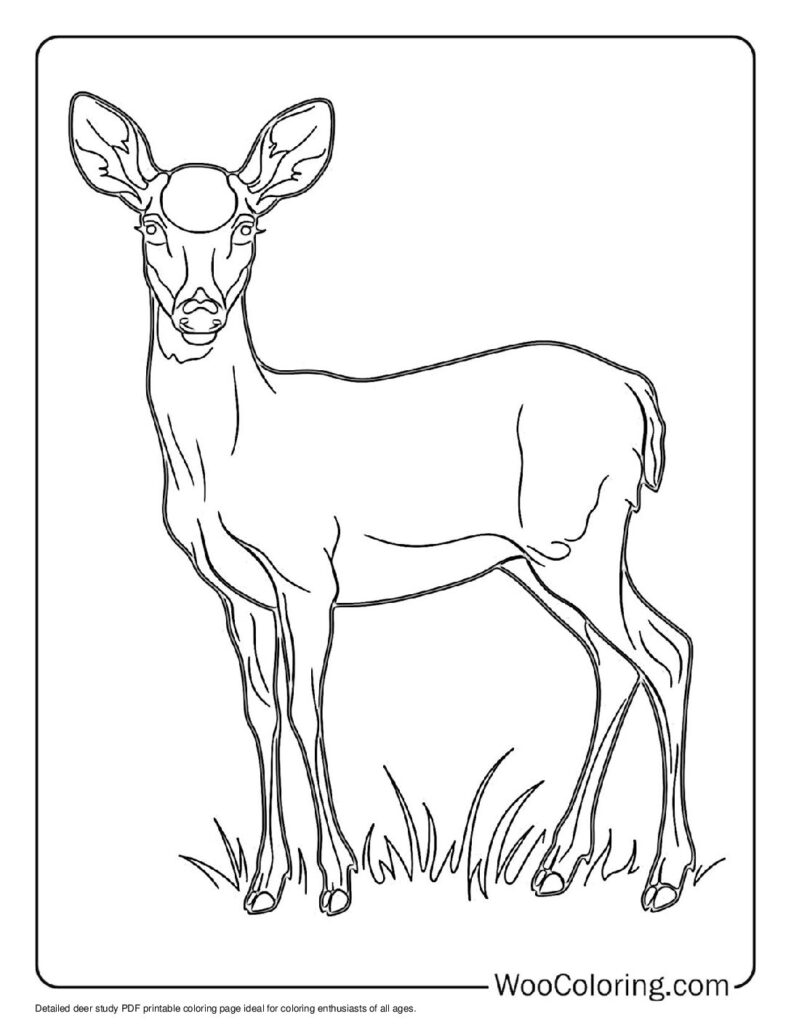 100  Deer coloring pages  Free PDF To Print  - 73