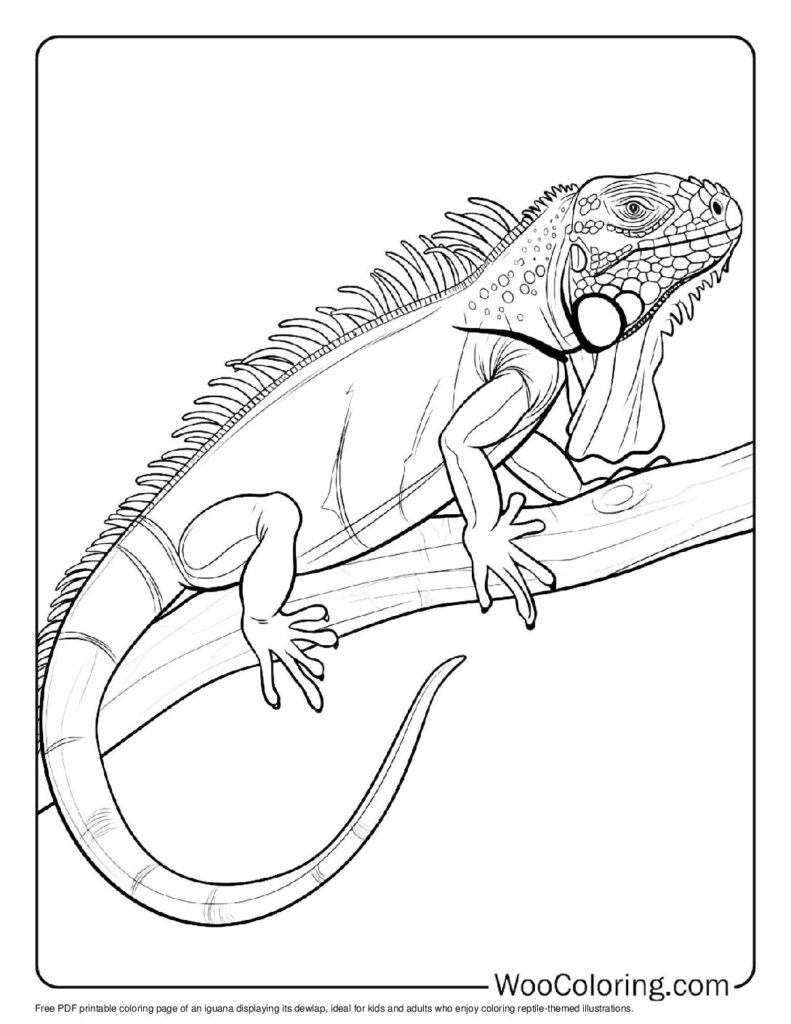 100 Iguana coloring pages Free PDF To Print - 10