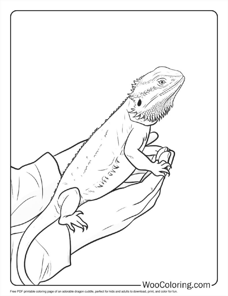 Dragon Cuddle