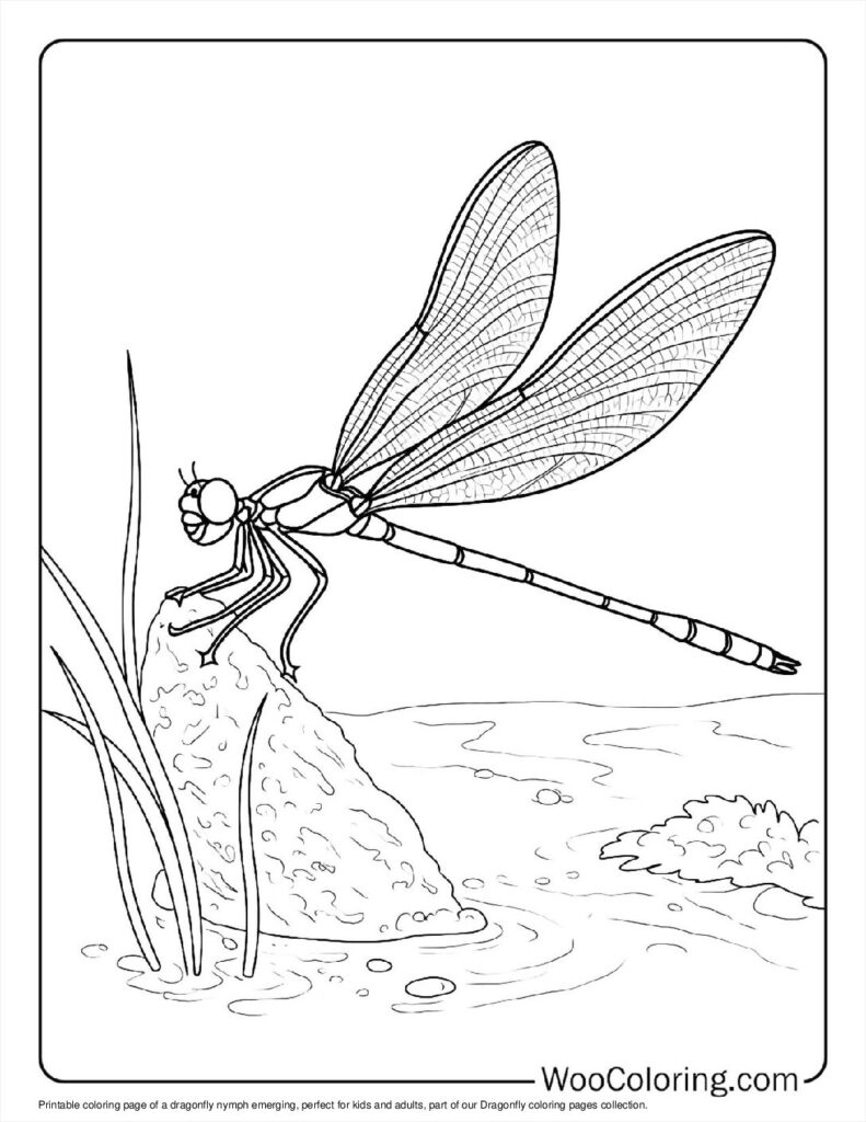 100  Dragonfly coloring pages  Free PDF To Print  - 53