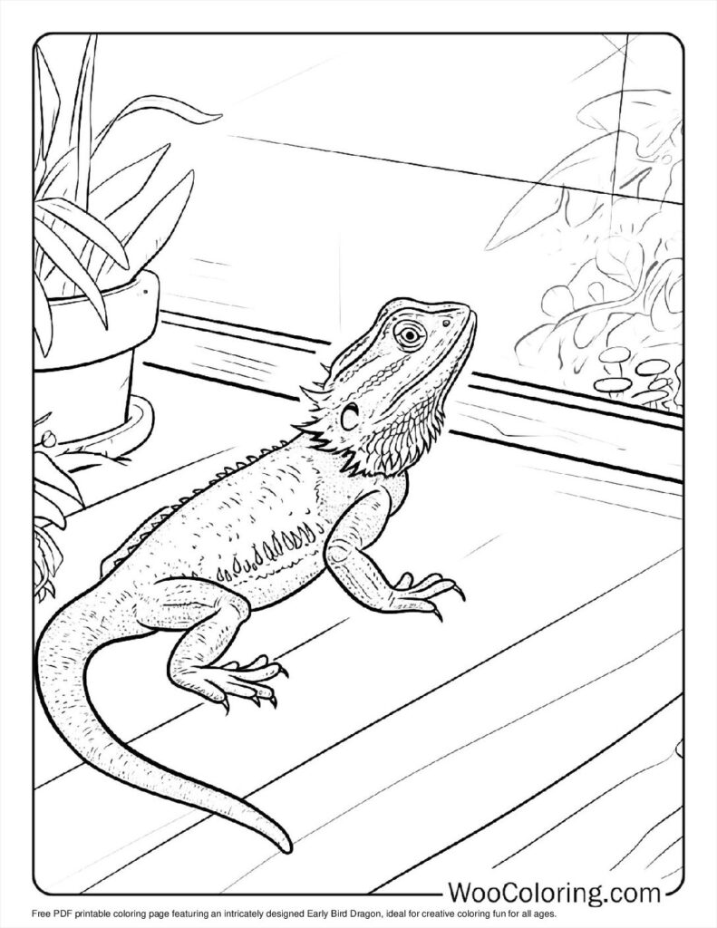 Early Bird Dragon