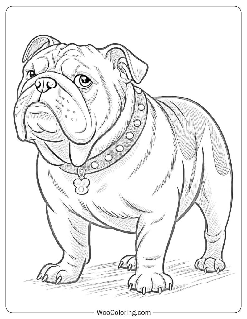 Friendly Bulldog with Big Eyes Looking Up While Sitting on the Floor