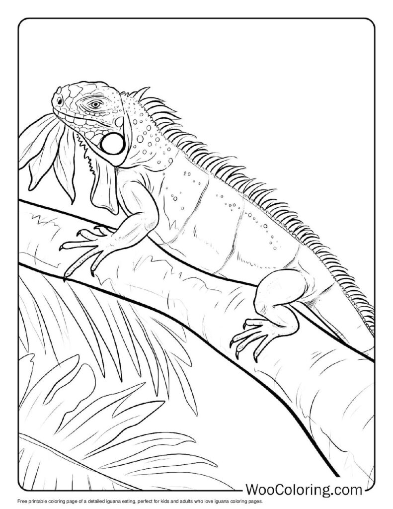 100 Iguana coloring pages Free PDF To Print - 47