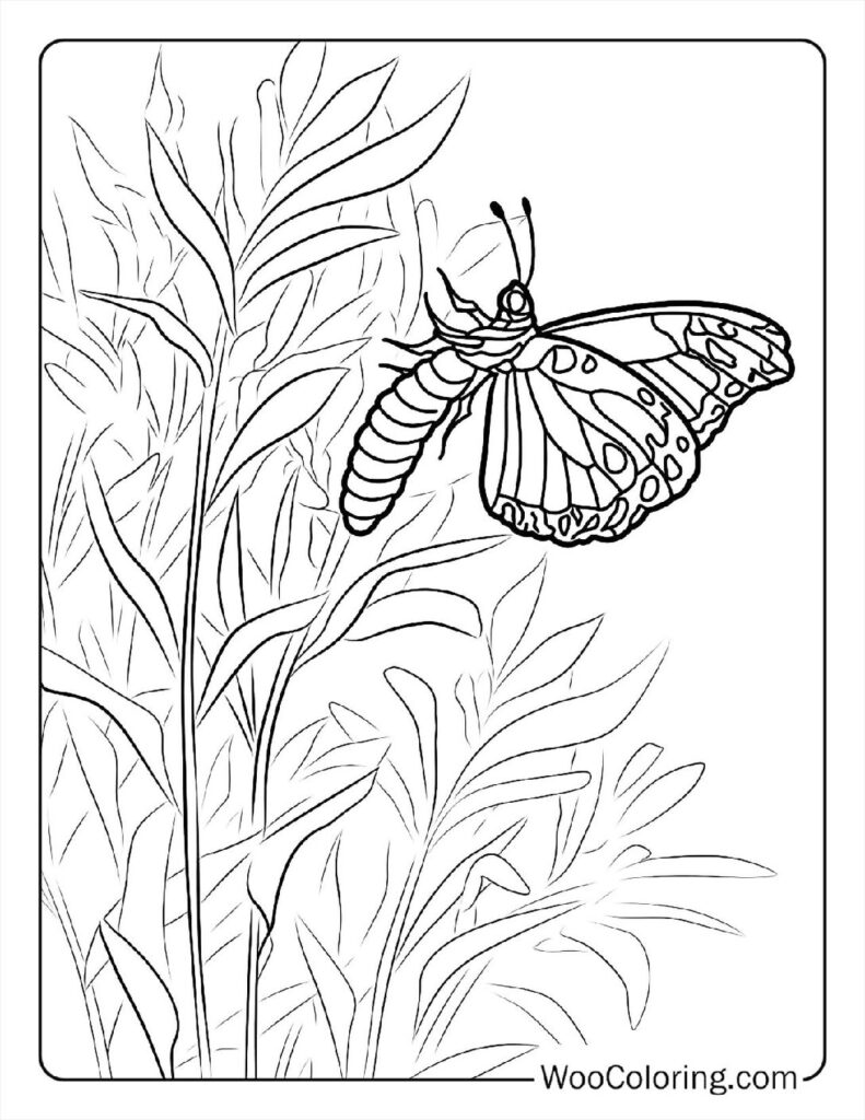 100  Butterfly coloring pages  Free PDF To Print  - 28