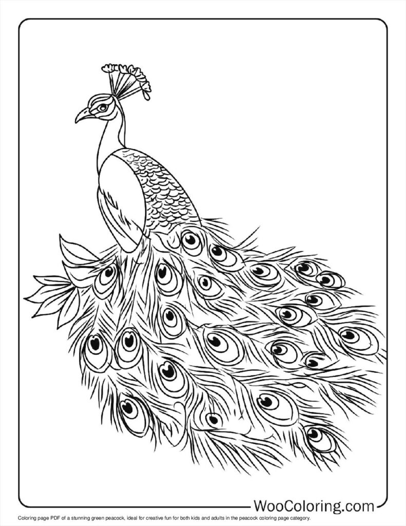 100  Peacock coloring pages  Free PDF To Print  - 48