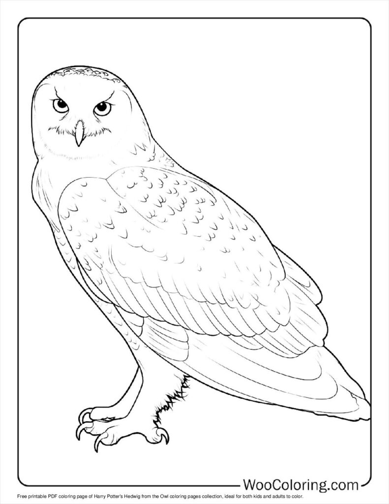 100  Owl coloring pages  Free PDF To Print  - 72