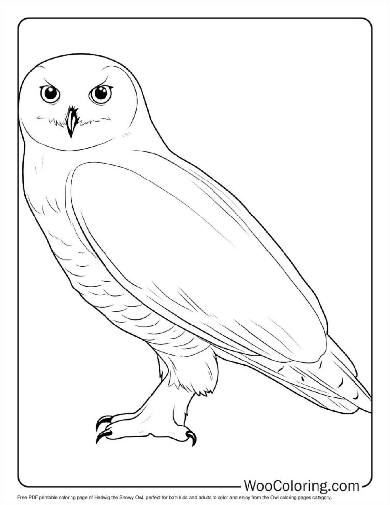 100  Owl coloring pages  Free PDF To Print  - 70