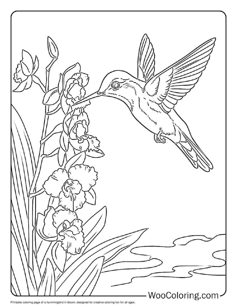 100 Hummingbird coloring pages Free PDF To Print - 83