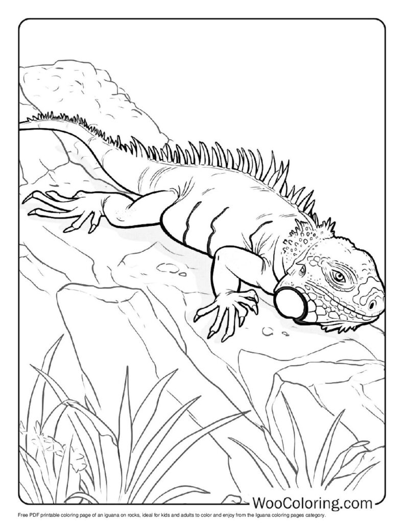 100 Iguana coloring pages Free PDF To Print - 75