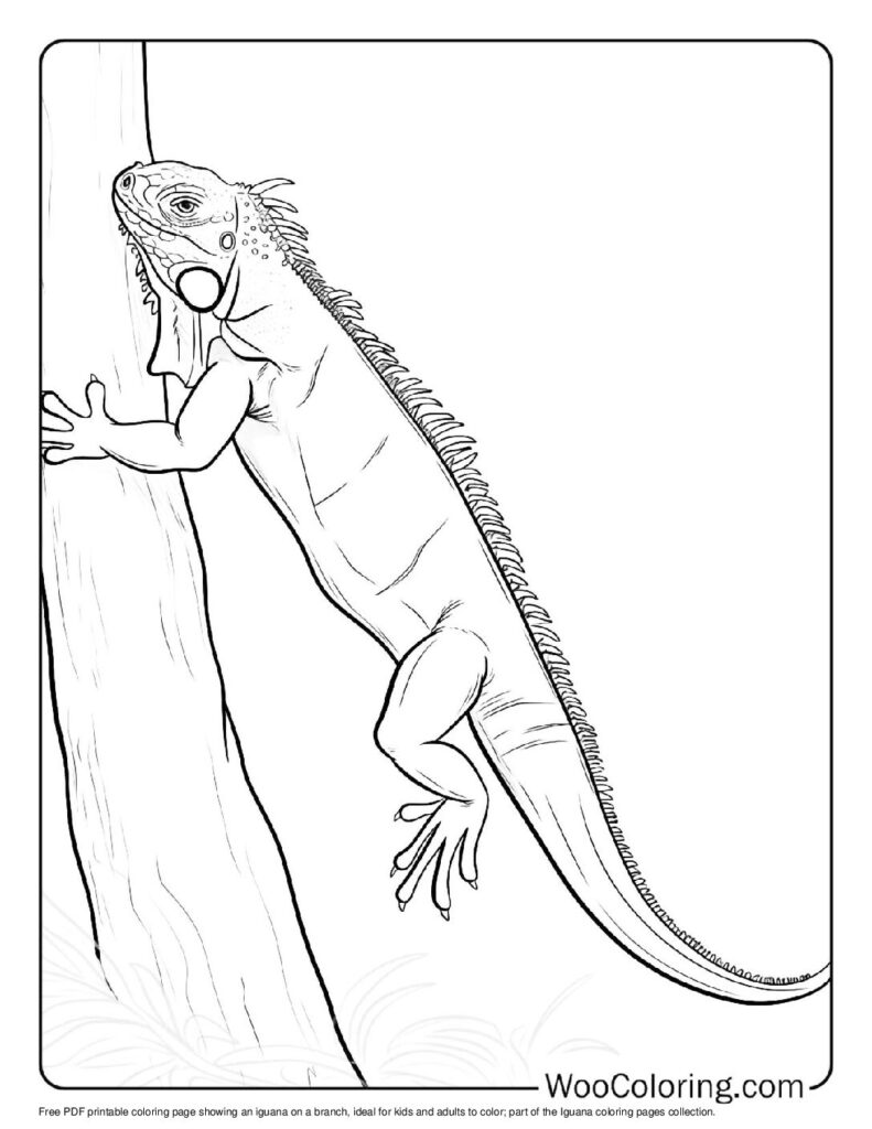 100 Iguana coloring pages Free PDF To Print - 55
