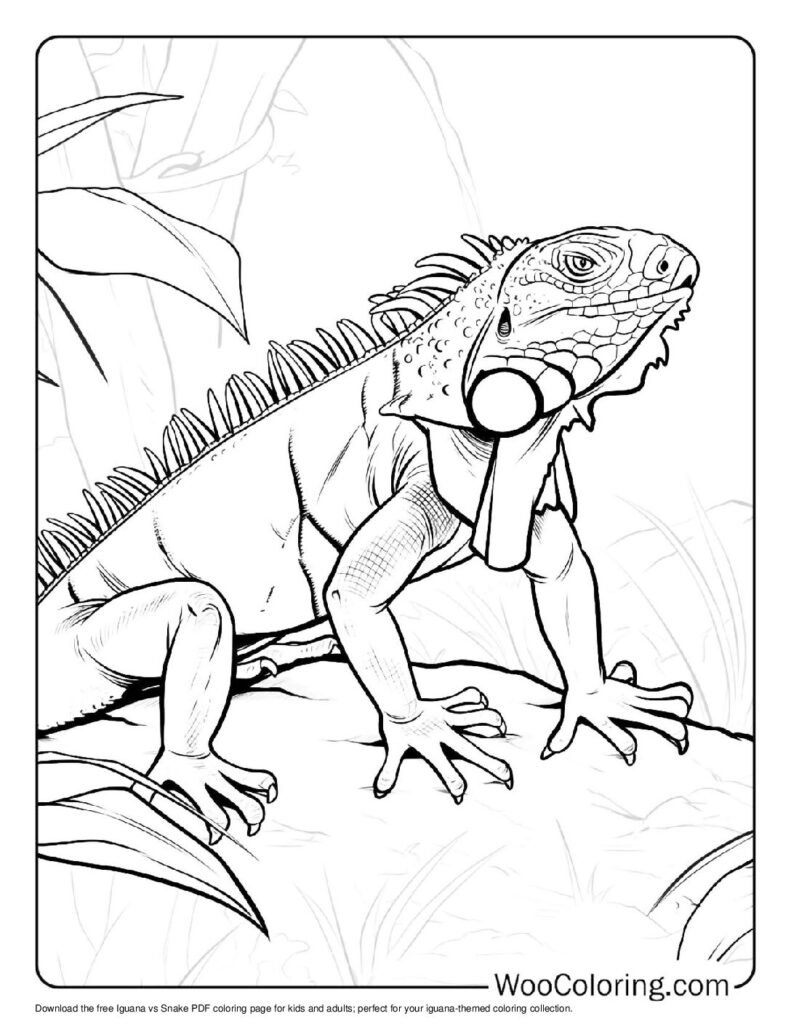 100 Iguana coloring pages Free PDF To Print - 45