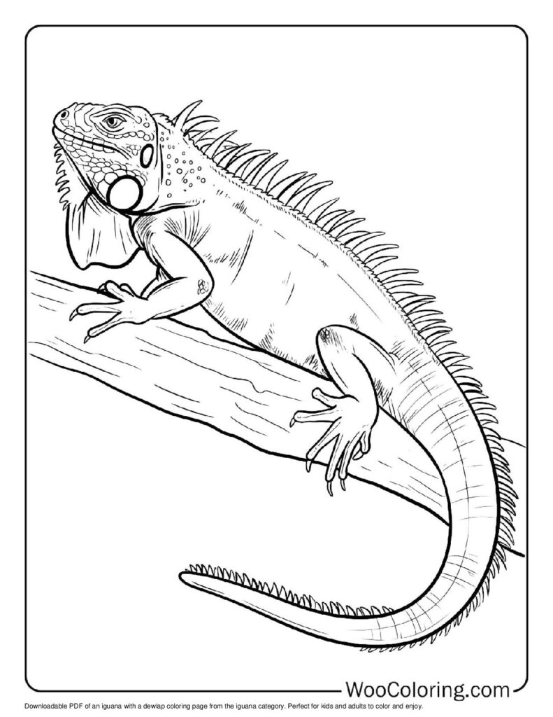 100 Iguana coloring pages Free PDF To Print - 75