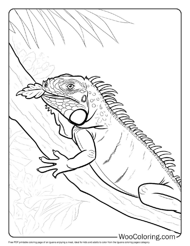 100 Iguana coloring pages Free PDF To Print - 76
