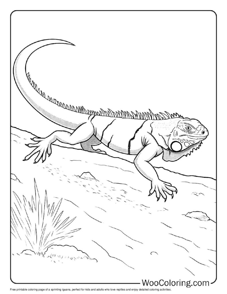 100 Iguana coloring pages Free PDF To Print - 63