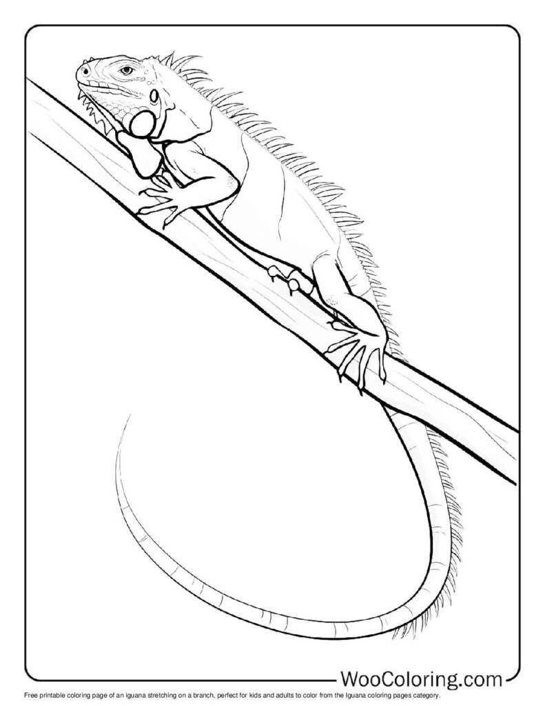 100 Iguana coloring pages Free PDF To Print - 19