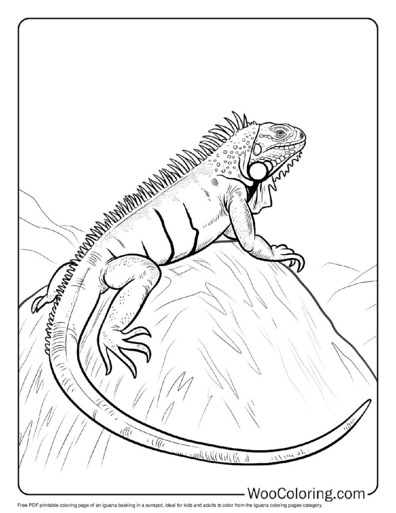 100 Iguana coloring pages Free PDF To Print - 99