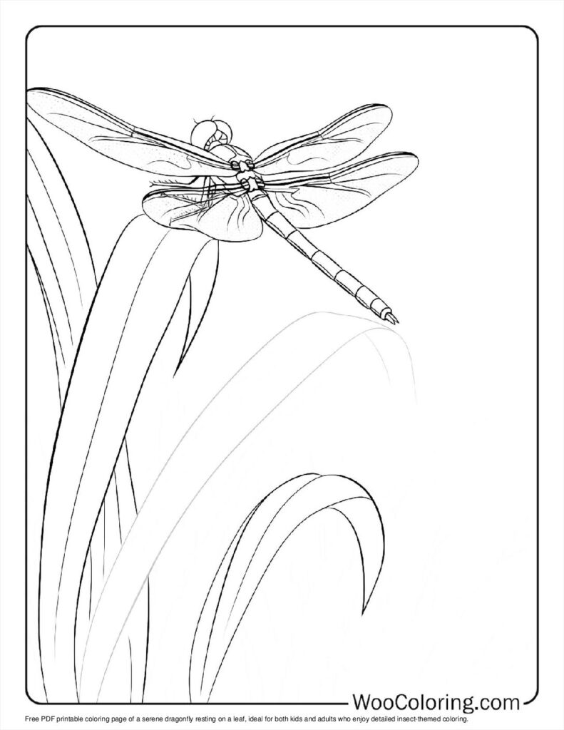 100  Dragonfly coloring pages  Free PDF To Print  - 7