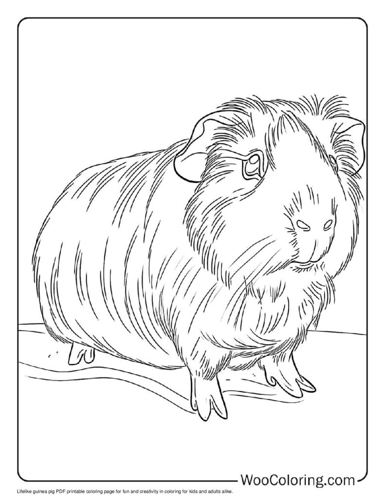 100 Guinea Pig coloring pages Free PDF To Print - 19