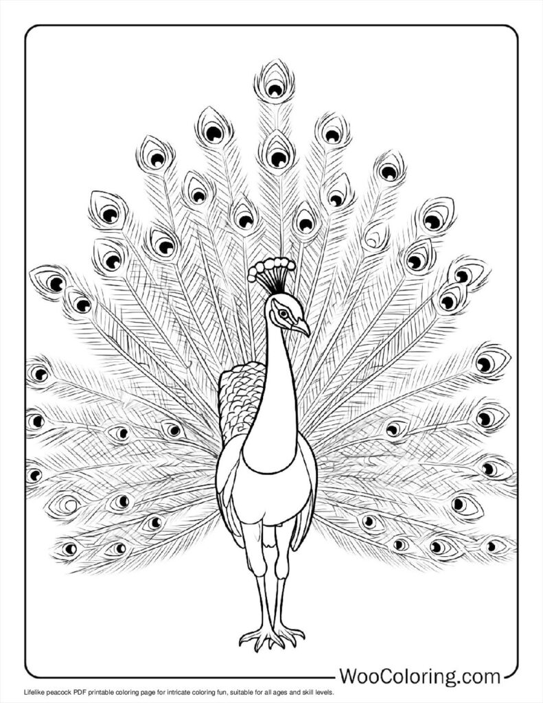 100  Peacock coloring pages  Free PDF To Print  - 9