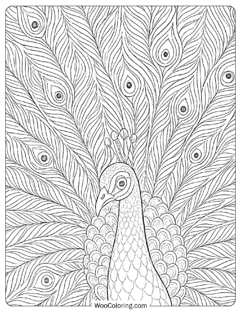 Mandala Style Peacock Coloring Sheet For Adults And Teens