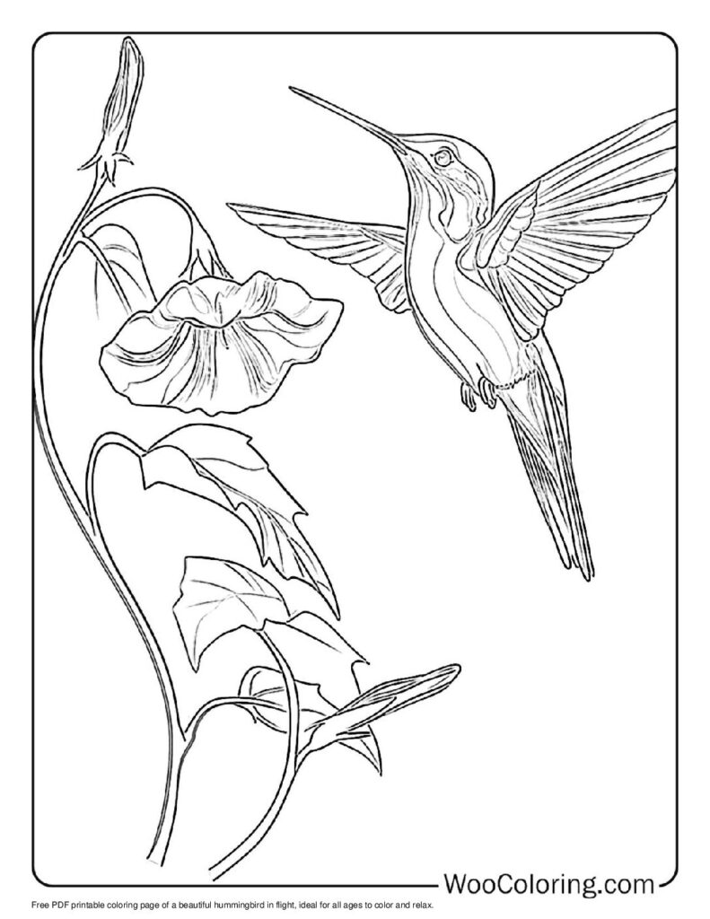 100 Hummingbird coloring pages Free PDF To Print - 19