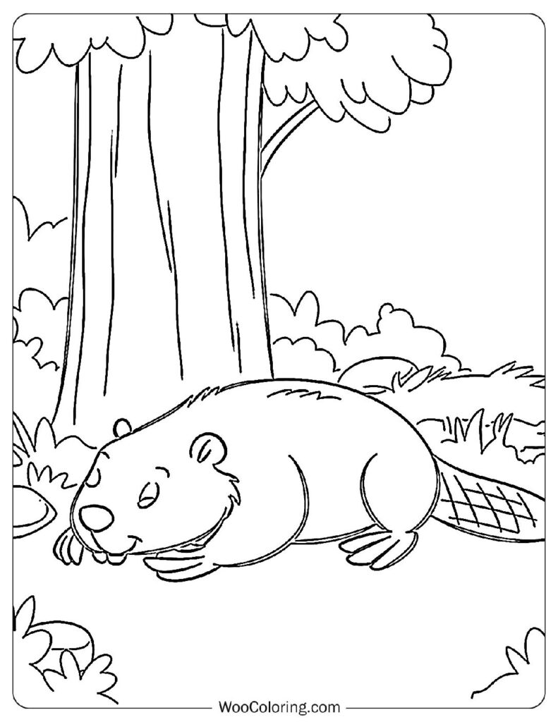 Napping Beaver