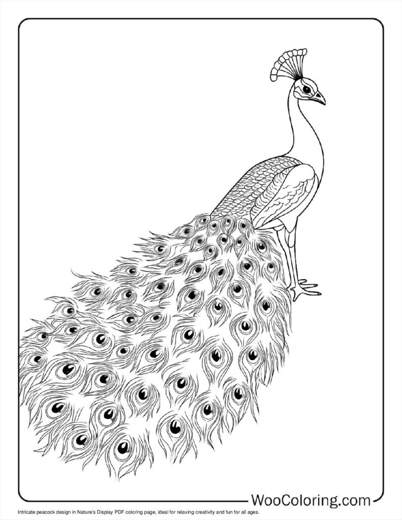 100  Peacock coloring pages  Free PDF To Print  - 49