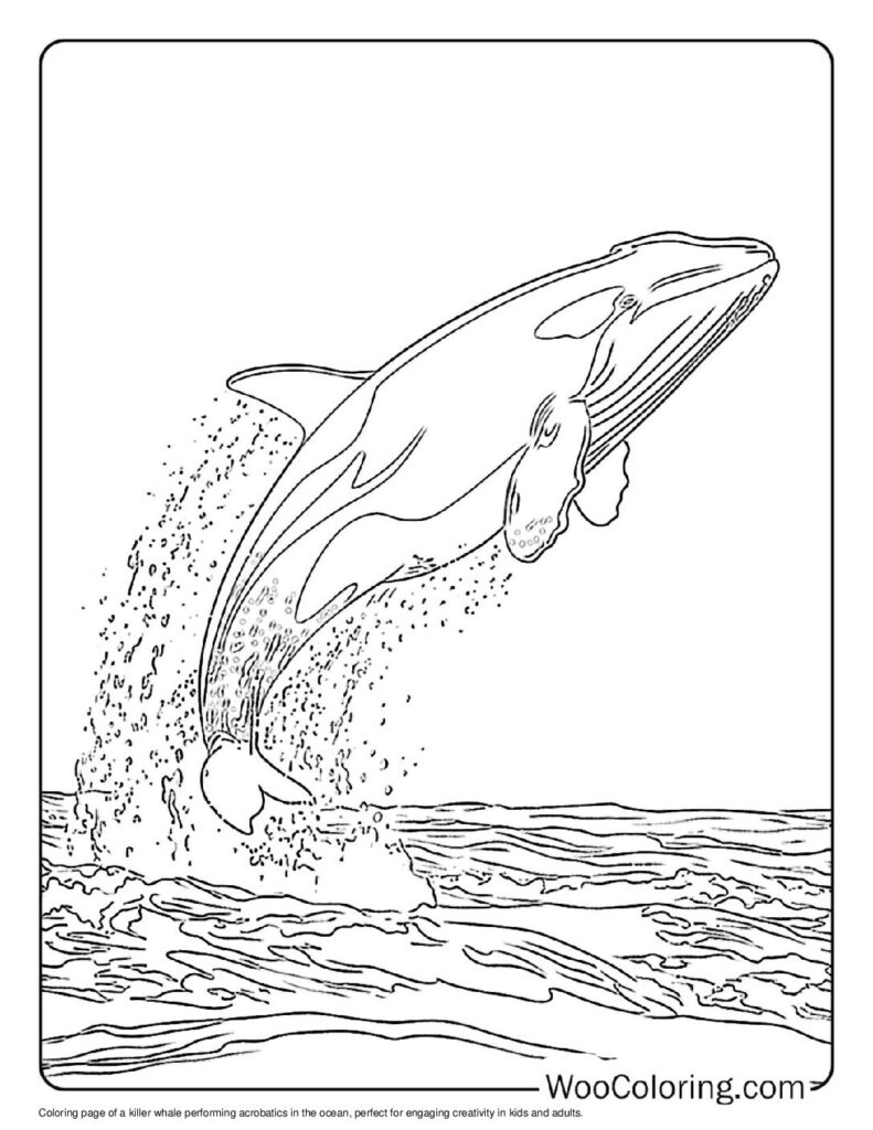 100  Killer Whale coloring pages  Free PDF To Print  - 21