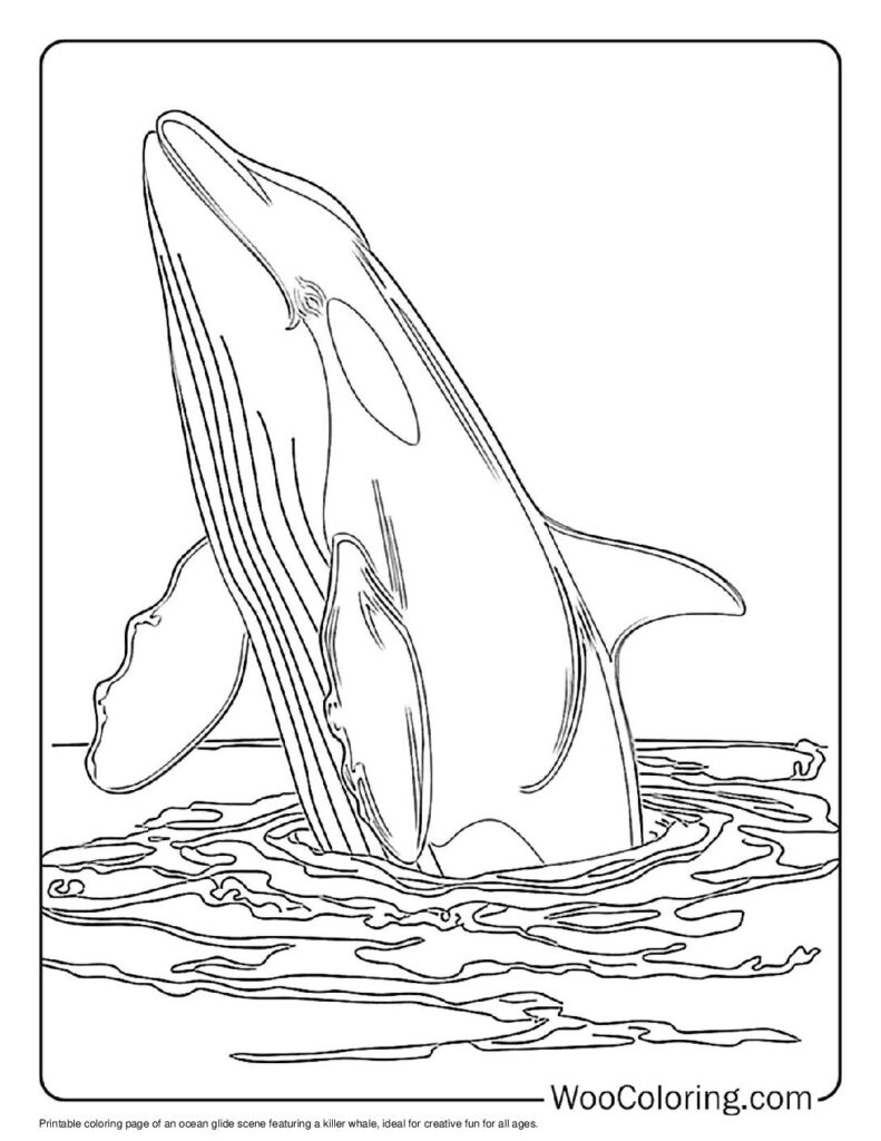 100  Killer Whale coloring pages  Free PDF To Print  - 56