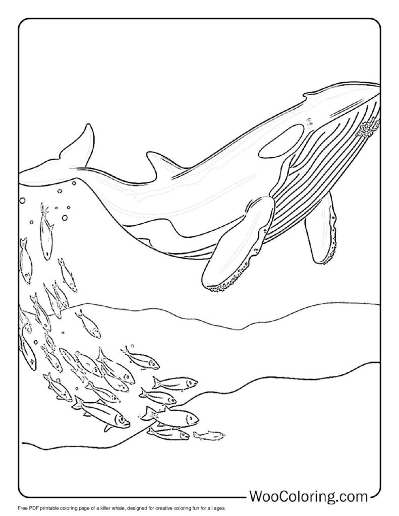 100  Killer Whale coloring pages  Free PDF To Print  - 62