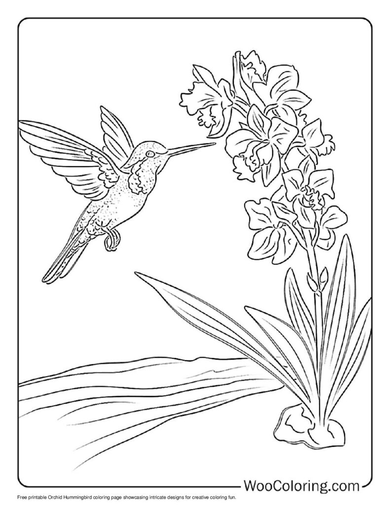 100 Hummingbird coloring pages Free PDF To Print - 5