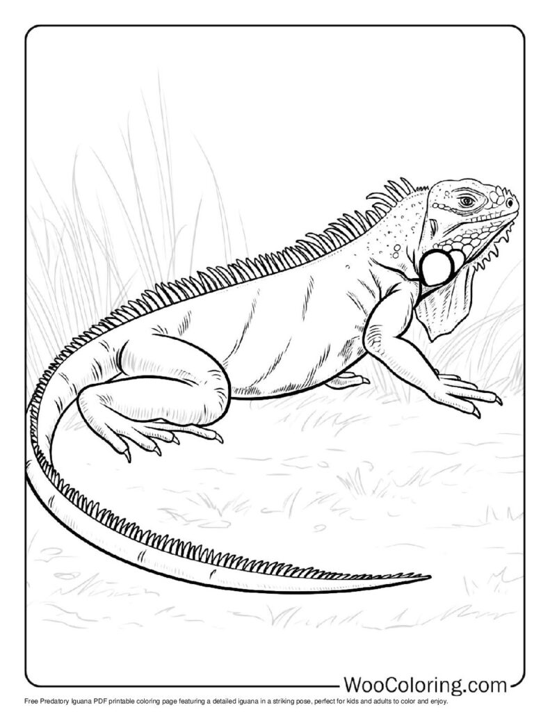 100 Iguana coloring pages Free PDF To Print - 71