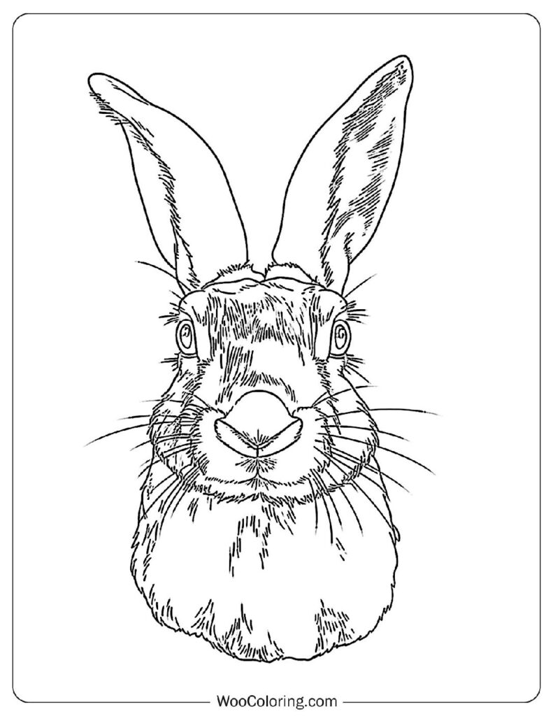 Rabbit Close-Up