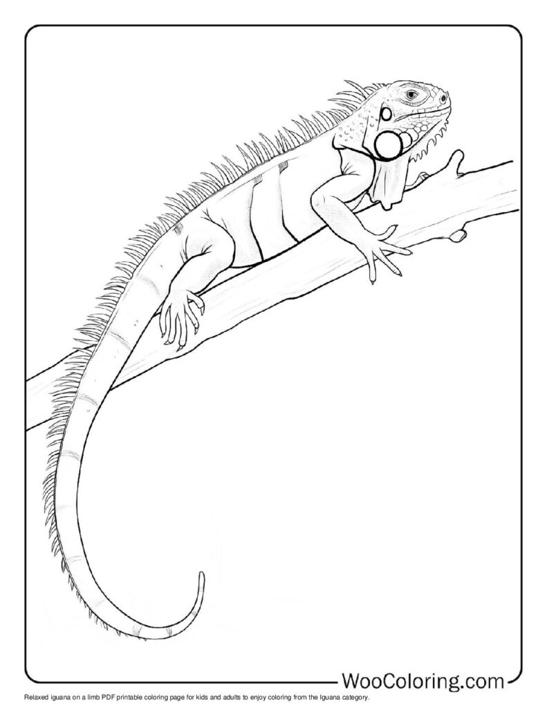 100 Iguana coloring pages Free PDF To Print - 24