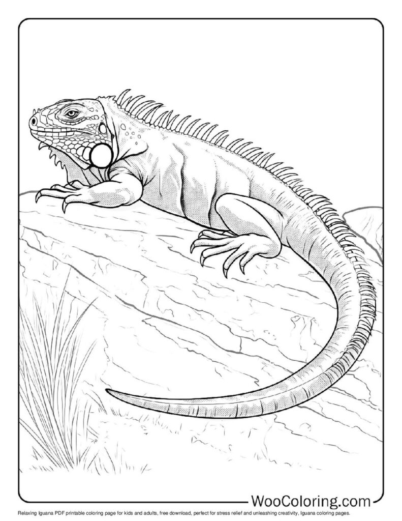 100 Iguana coloring pages Free PDF To Print - 62