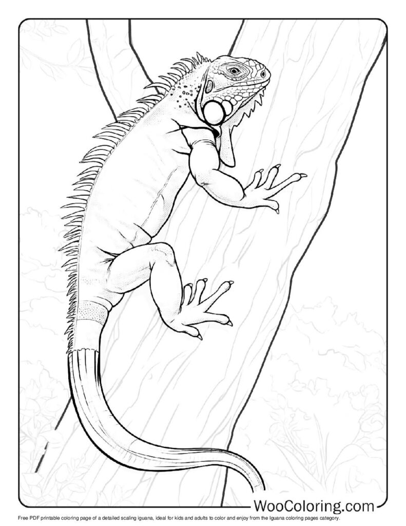100 Iguana coloring pages Free PDF To Print - 75