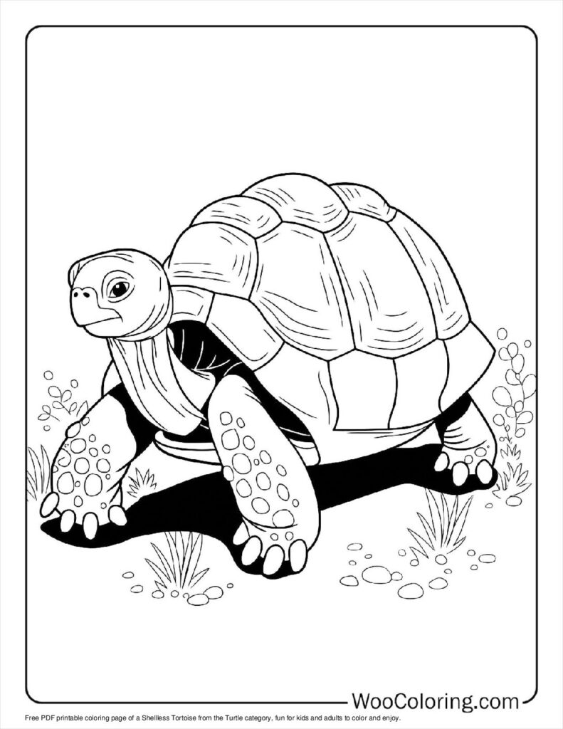 100  Turtle coloring pages  Free PDF To Print  - 68
