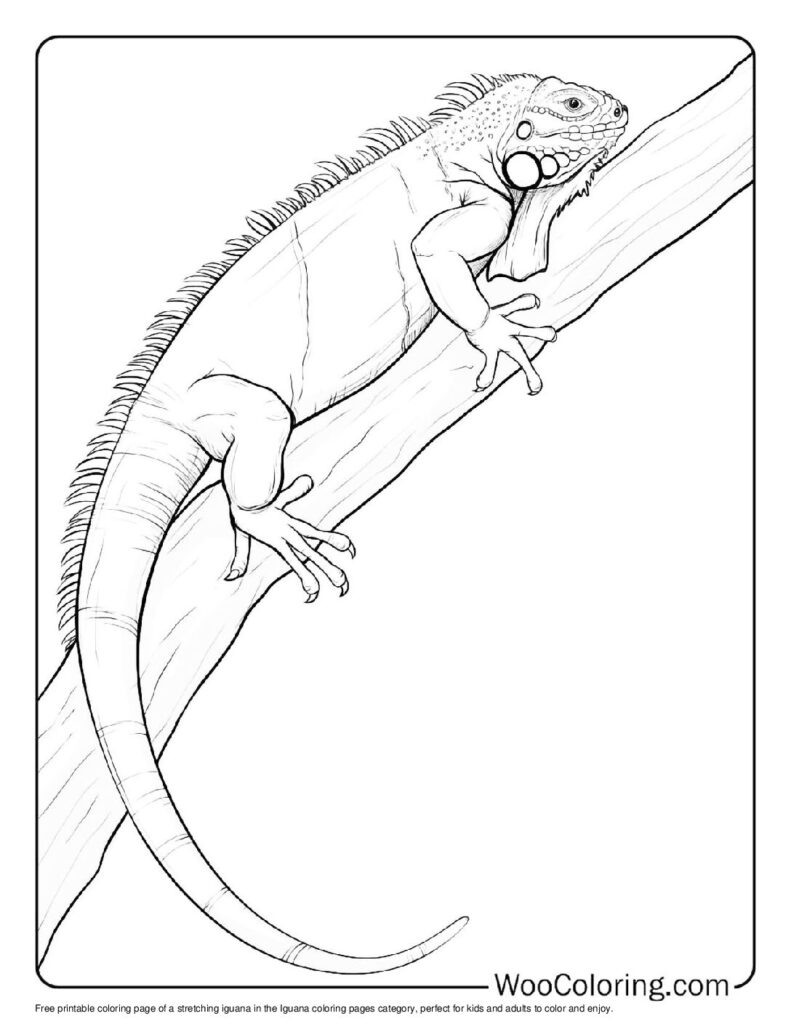 100 Iguana coloring pages Free PDF To Print - 77