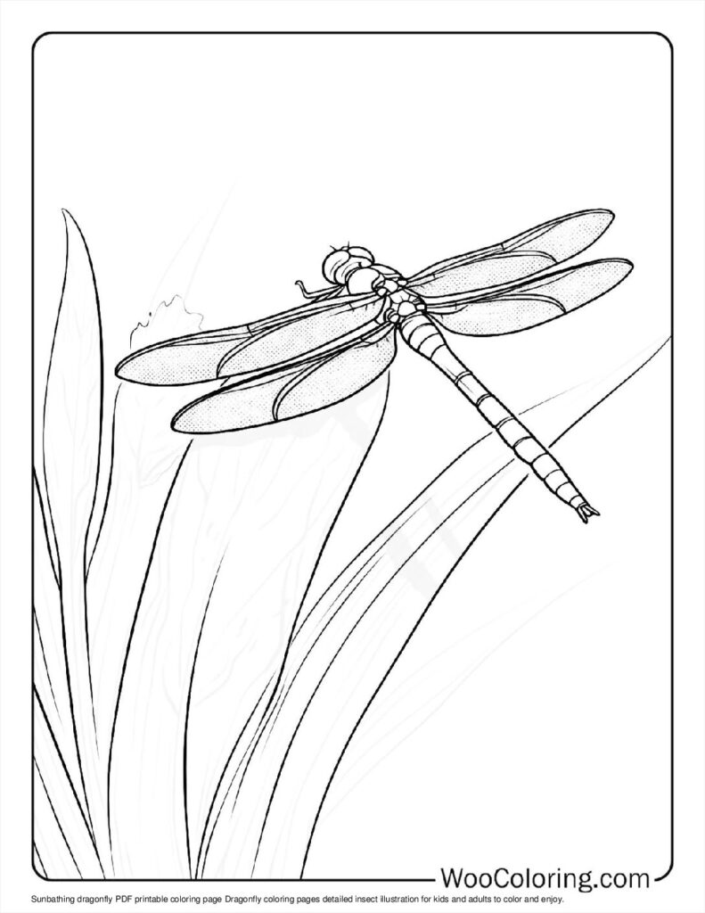 100  Dragonfly coloring pages  Free PDF To Print  - 69