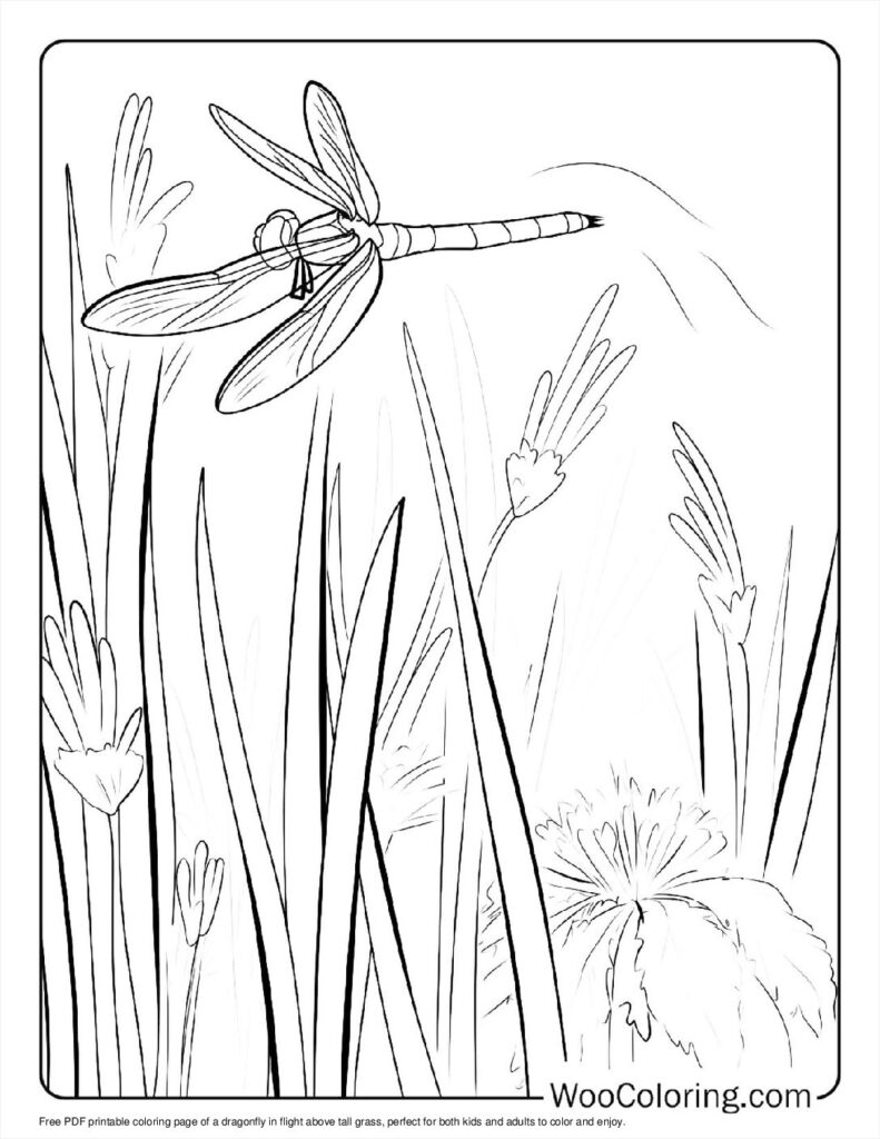 100  Dragonfly coloring pages  Free PDF To Print  - 33