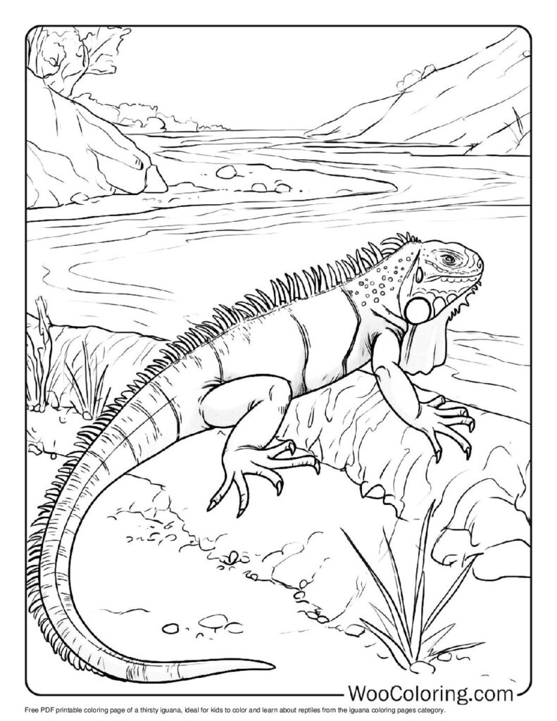 100 Iguana coloring pages Free PDF To Print - 31