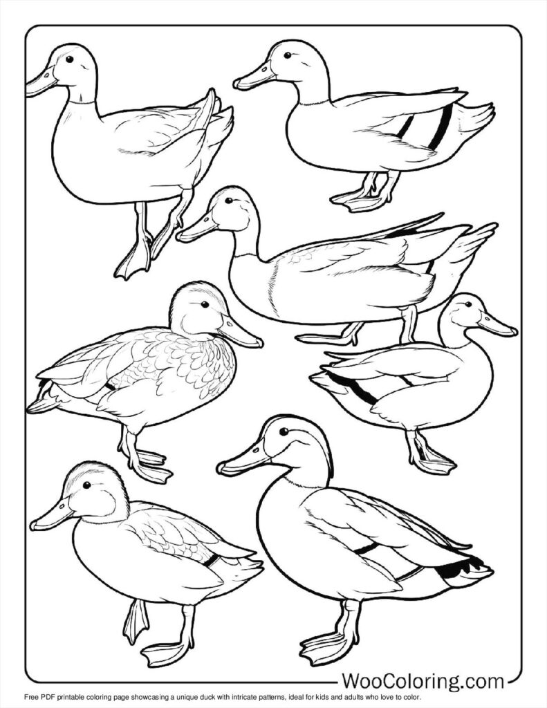 100  Duck coloring pages  Free PDF To Print  - 5